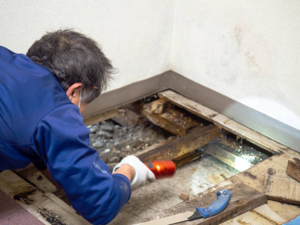 Best Emergency Mold Removal  in Franklin, KY
