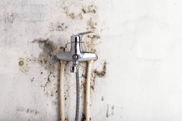Best Affordable Mold Removal  in Franklin, KY