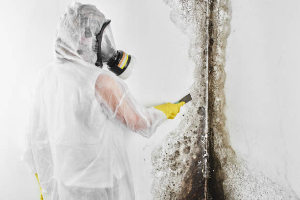 Best Office Mold Removal Services  in Franklin, KY