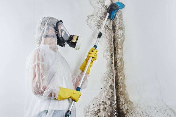 Best Crawl Space Mold Removal  in Franklin, KY