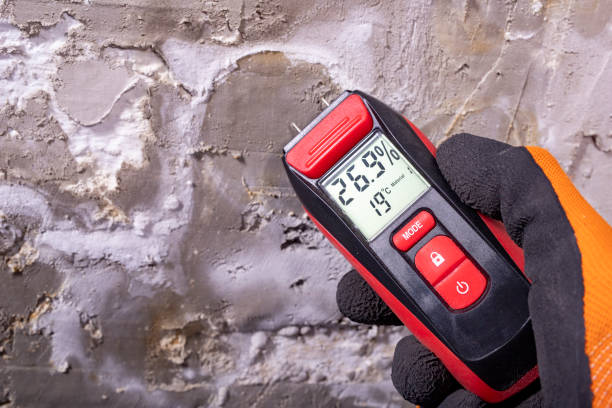 Best Fast Mold Removal  in Franklin, KY