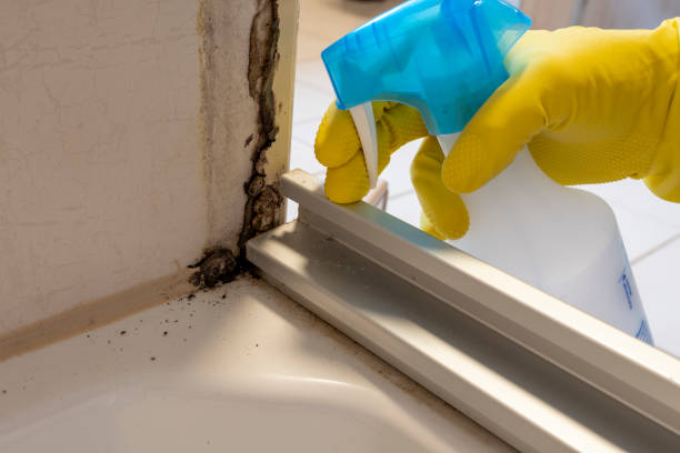 Best Local Mold Removal Service  in Franklin, KY