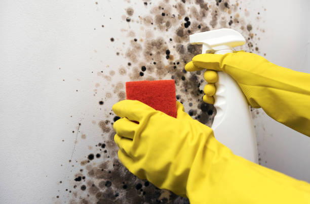 Best Toxic Mold Removal  in Franklin, KY