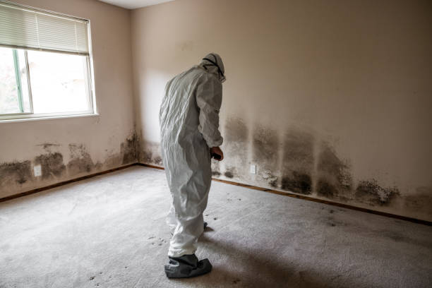 Best Mold Inspection  in Franklin, KY