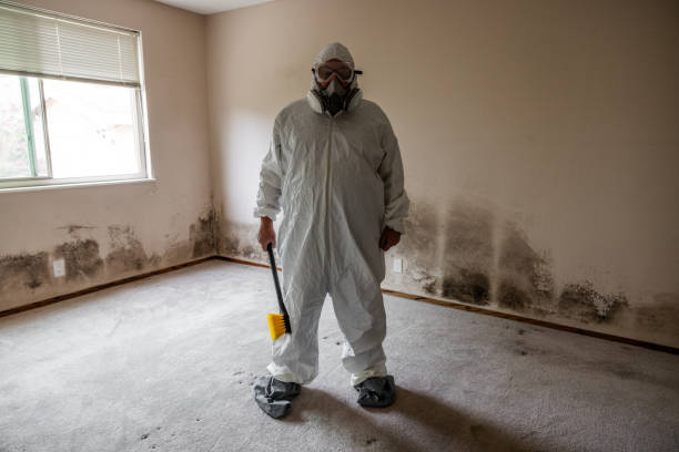 Best Same-Day Mold Removal  in Franklin, KY